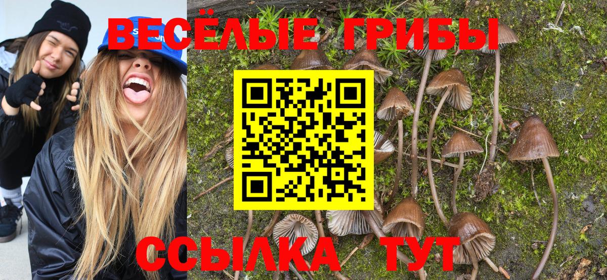 Псилоцибиновые грибы Cubensis Краснознаменск
